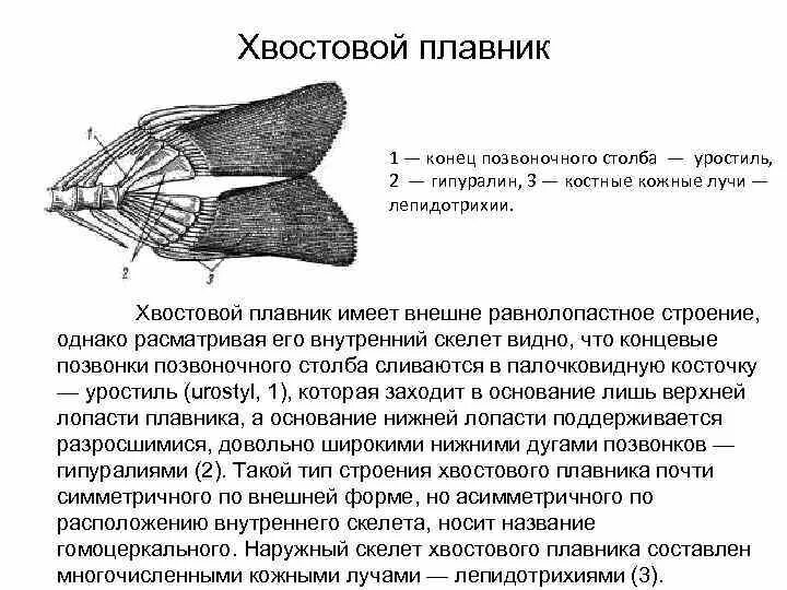 Скелет хвостового плавника костистой рыбы. Хвостовой плавник у костных рыб. Скелет хвостового плавника судака. Скелет хвостового плавника костной рыбы.