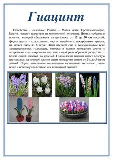 Гиацинт описание