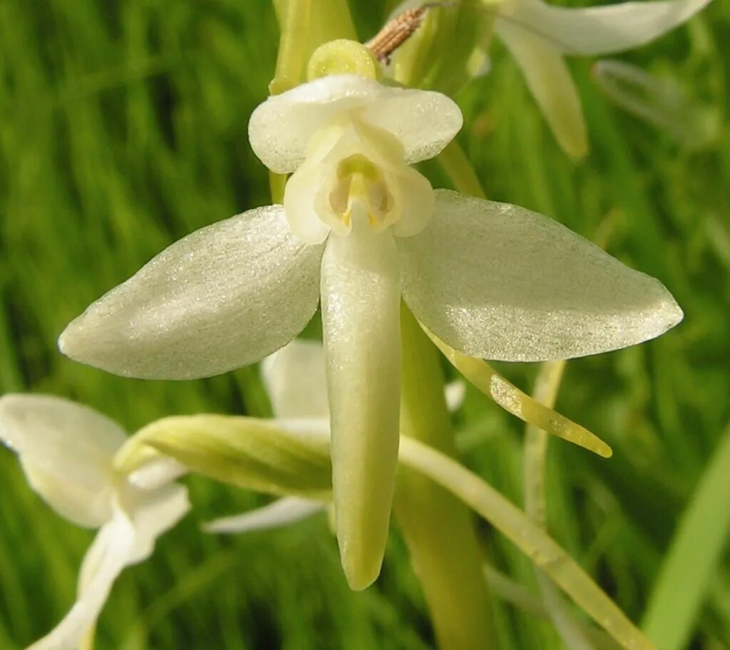 Любка двулистная ночная фиалка. Любка двулистная (platanthera bifolia). Любка растение. Любка растение. Любка двулистная ночная фиалка.