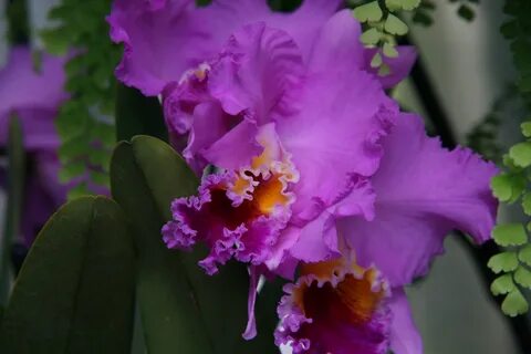 Cattleya Califlora Hawthorne 0zz.jpg. 