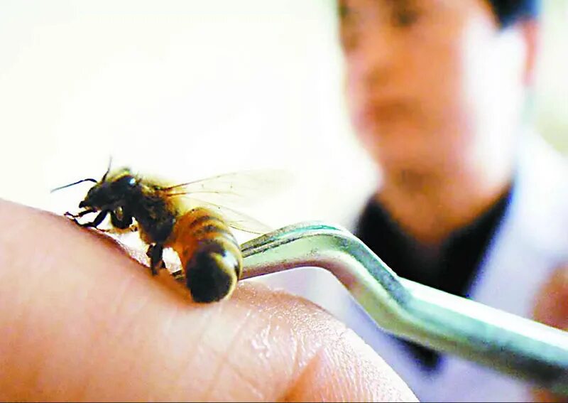 Лечу пчелами. Яд пчелы. Пчела летит. Лечу пчелами. Пчелиный яд-сырец.