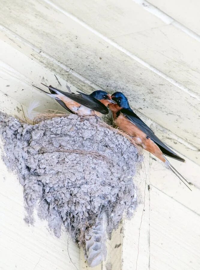 Nest guard. Nest guard