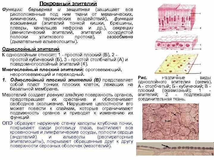 Какие функции выполняет эпителий. Однослойный плоский эпителий функции. Плоский эпителий строение. Однослойный плоский эпителий строение и функции. Многослойный сквамозный эпителий.