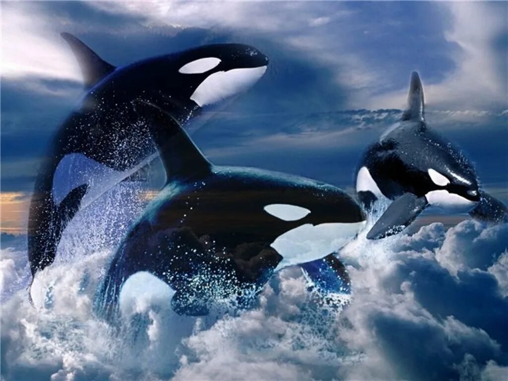 Касатка новосибирск. Касатка в Антарктиде. Касатка и Дельфин. Антарктида кит Касатка.