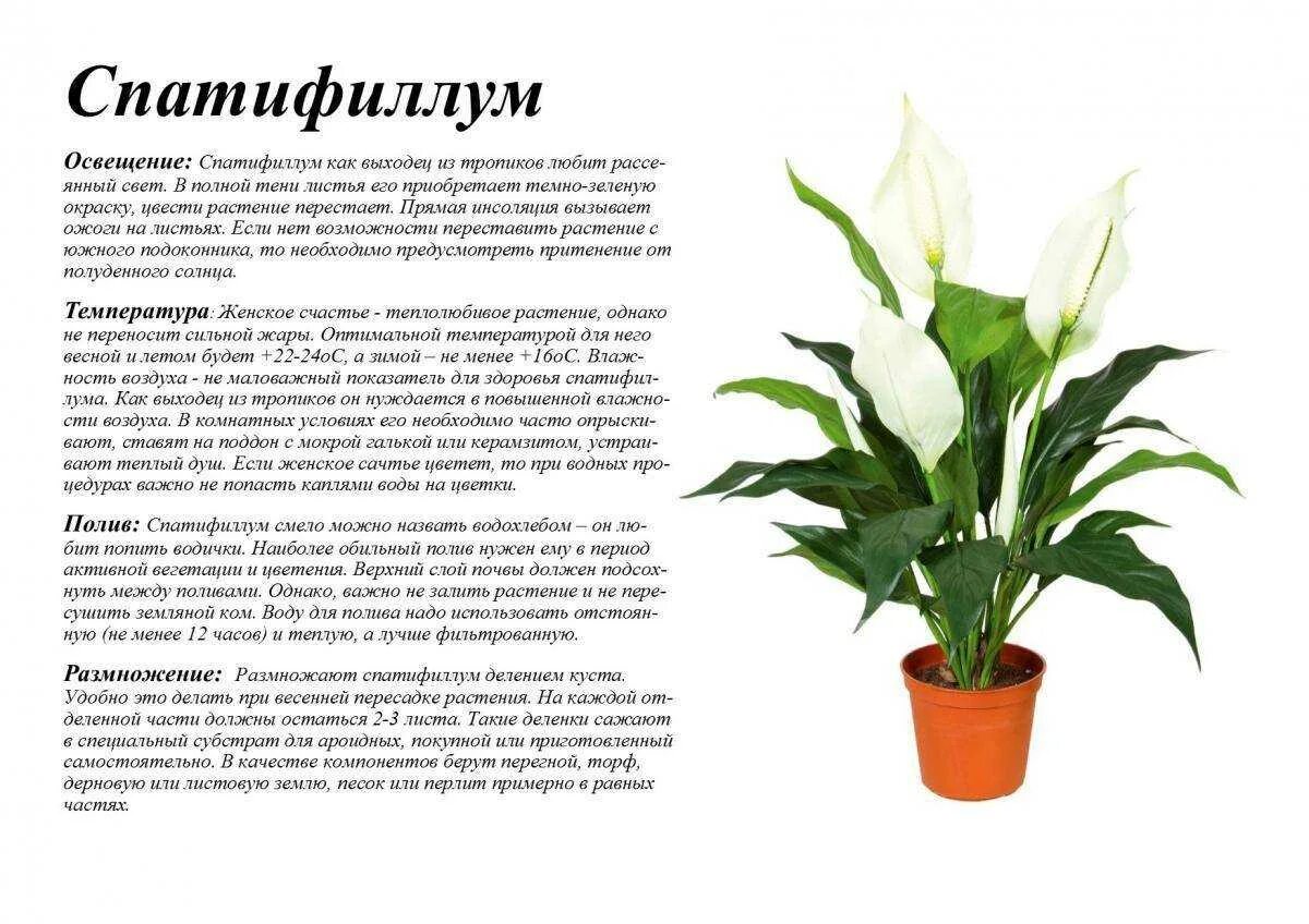 Можно ли спатифиллум ставить. Спатифиллум ларго. белокрыльник спатифиллум. спатифиллум каннолистный spathiphyllum cannifolium. спацифилиум кватро.