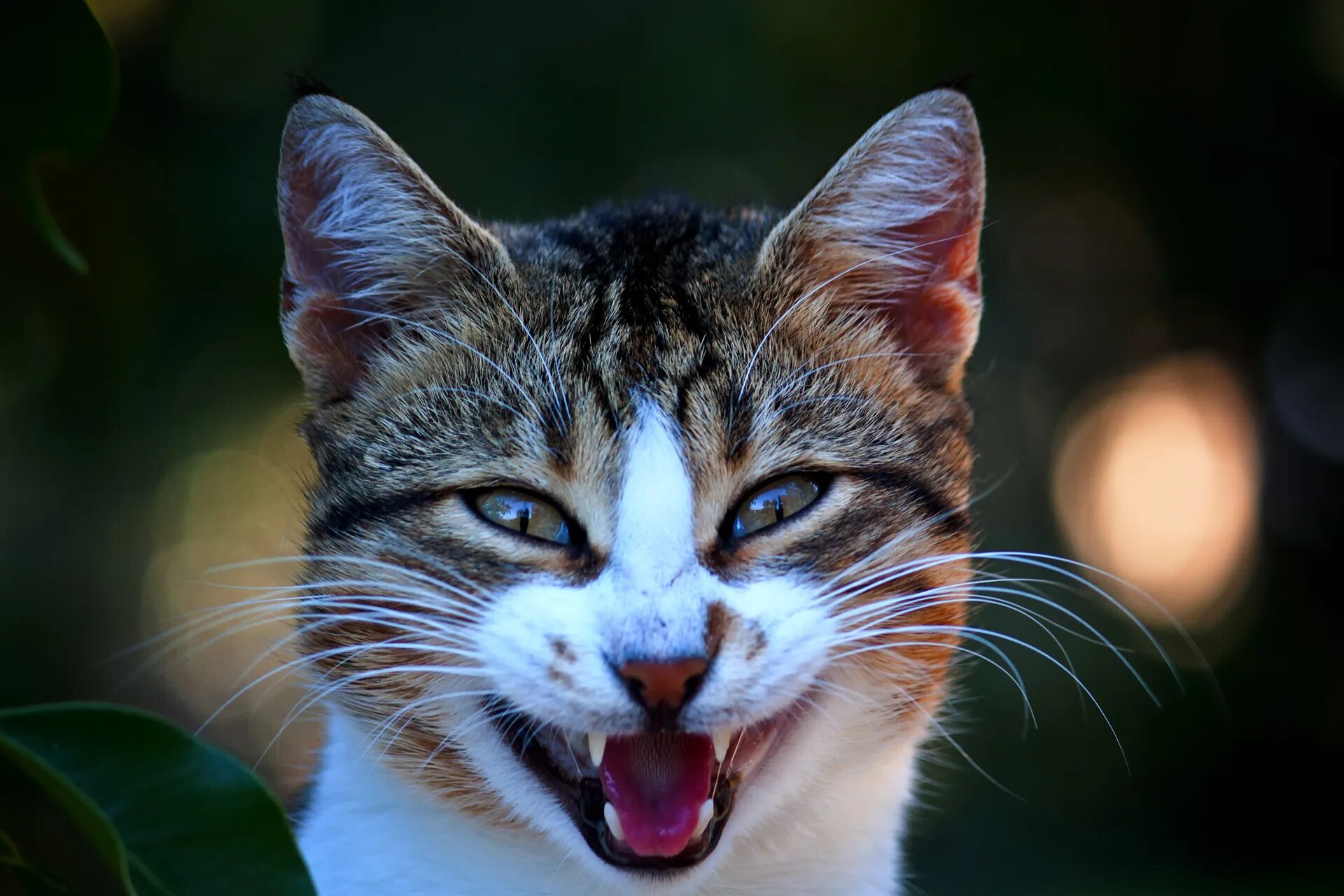 Морда кота. Кот улыбается. Кошачья мордочка. Веселый кот. Веселые кошечки