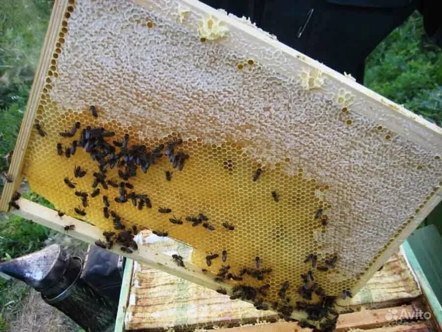 Купить пчелиные рамки. Матка Карника, Карпатка ,Бакфаст. Рамки с сотами для ульев. Соты пчел. Пчела на сотах.
