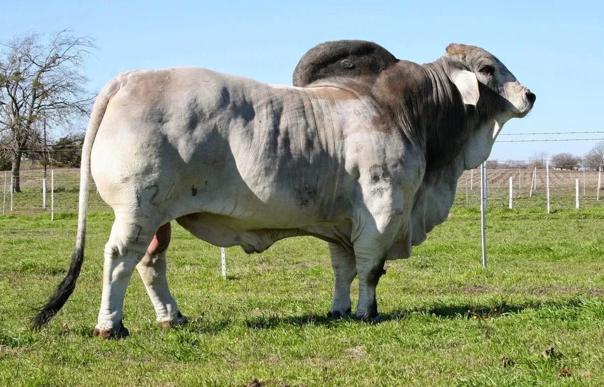 Бык с коровой скрещивание. Скрестили черного гомозиготного быка. Зебу голштинской породы. Лимузинская порода. У крупного рогатого скота ген безрогости.