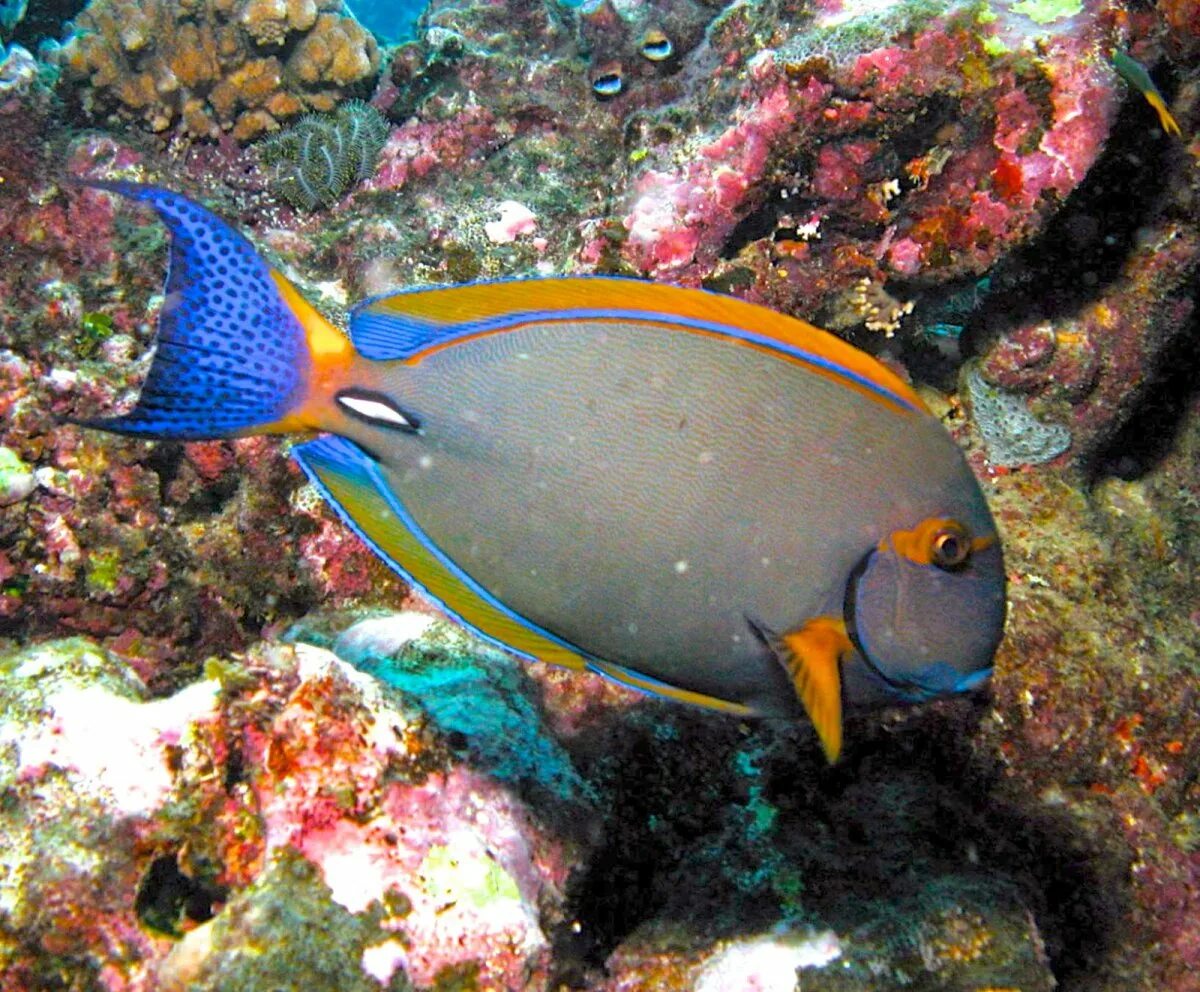 Рыба хирург почему. Acanthurus bariene. Хирург Королевский хепатус. Acanthurus Achilles. Аравийский хирург рыба.