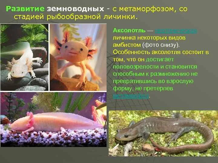 В кого превращается аксолотль. Неотения аксолотль. аксолотль взрослый амбистома. амбистома саламандра аксолотль. аксолотль метаморфоз.