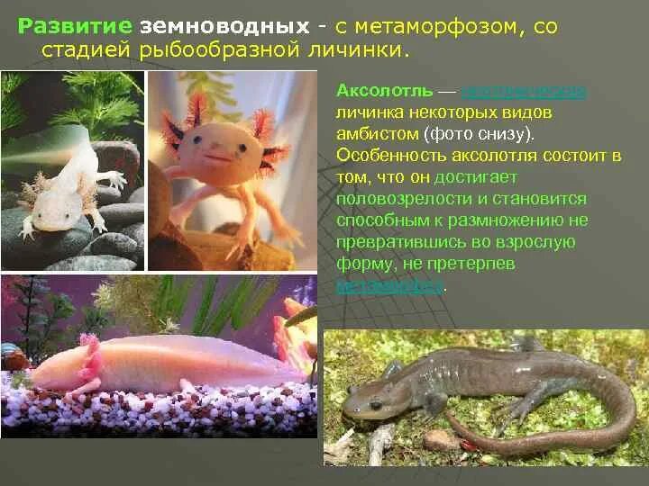 Неотения аксолотль. Аксолотль взрослый амбистома. Аксолотль метаморфоз. Саламандра амбистома аксолотль. Земноводное у которого раньше всех заканчивается метаморфоз