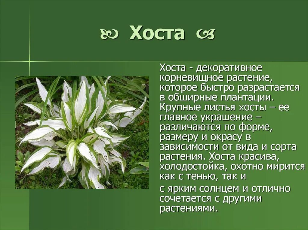 Hosta hypoleuca источник: https://7dach.ru/VESTNIKCVETOVODA/Hosta-i-ee-sekrety-nyuansy-posadki-220451.html. Цветок Хоста описание. Хоста растение описание. Хосты цветы описание.