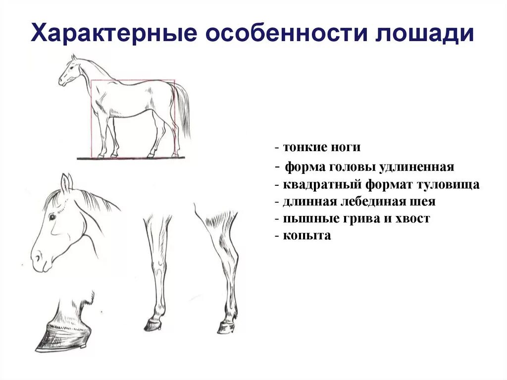 Биологические особенности лошадей. Конь особенности. Строение тела лошади для детей. Отличительные особенности у лошадей.