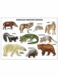 Вид обитающий в америке
