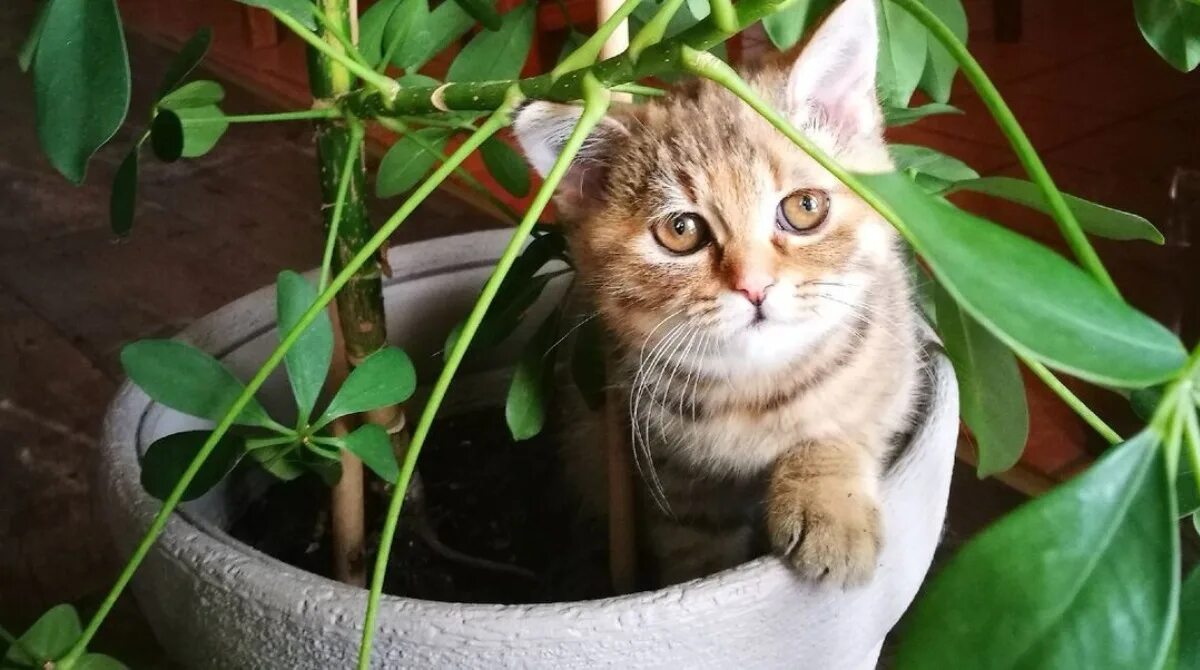 Как отучить кота есть