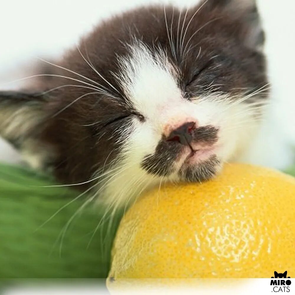 Коты и цитрусовые. Куки в шлеме из апельсина. Кот лимончик. Смешные котики лимон. Кот лимончик.