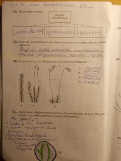 Лабораторная работа по биологии 6 класс растения