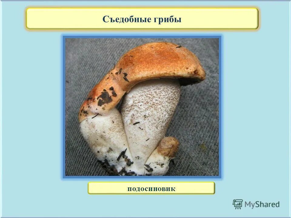 Строение подосиновика