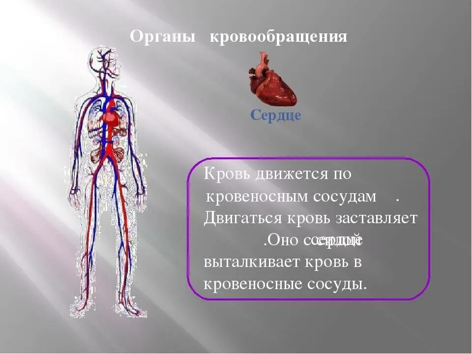 В какую систему органов входит сердце. Кровеносная система человека. Органы кровеносной системы человека. Сердце и кровеносные сосуды это органы. Кровь и кровеносная система человека.