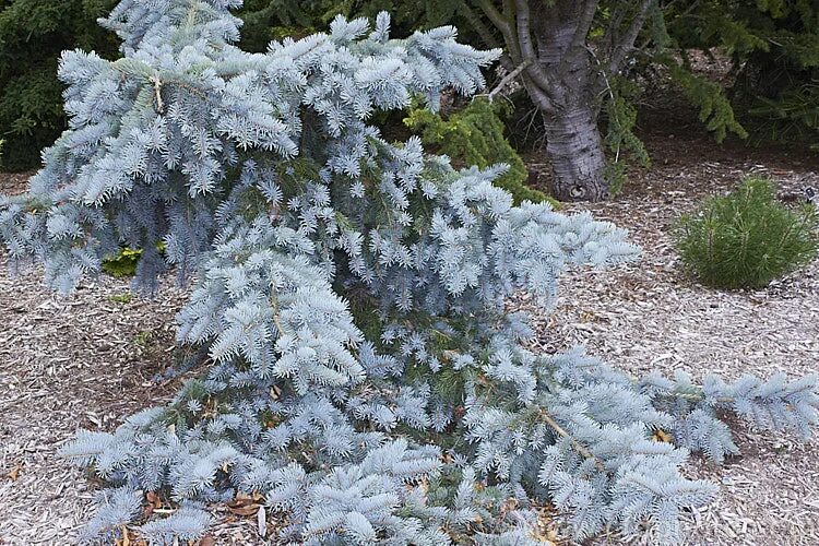 Ель колючая blues. Ель Picea pungens glauca pendula. Ель колючая glauca pendula. Глаука Глобоза Пендула. Ель Глаука Глобоза Пендула.