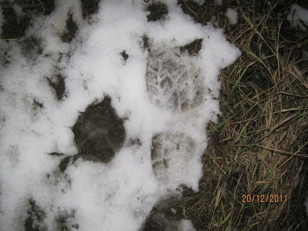 След волка. Следы волка на снегу. След Сибирского волка. Волчий след и собачий. Фото следа волка на снегу и собаки