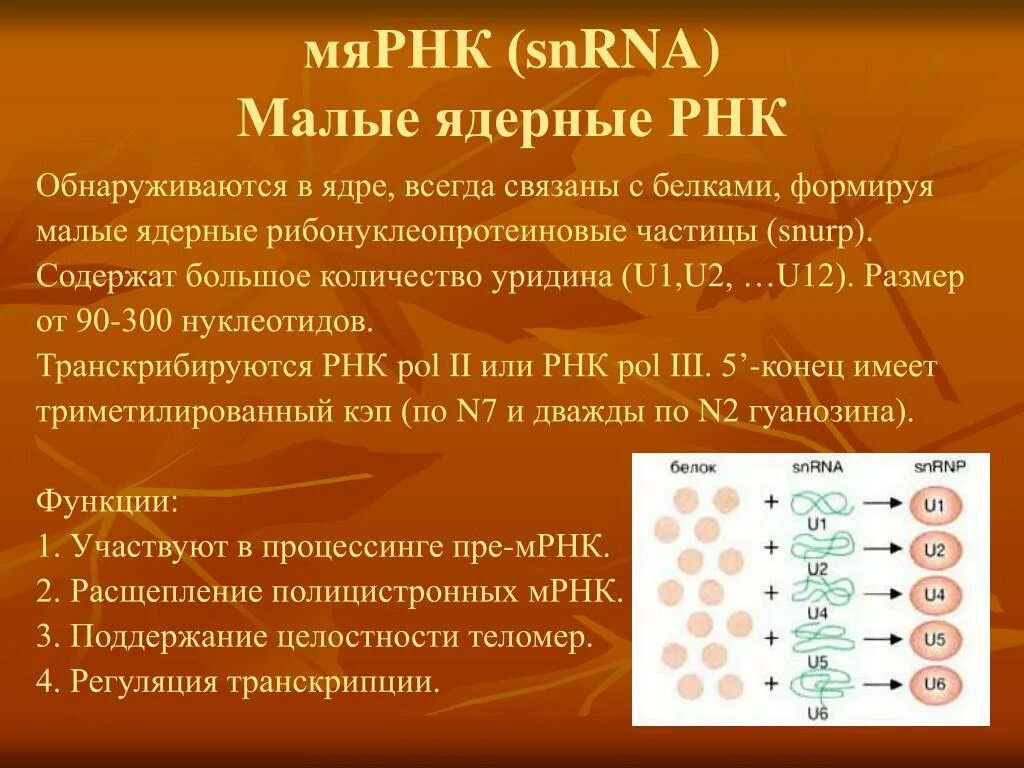 U1 МЯРНК строение. Малая ядерная РНК. Строение малых ядерных РНК. МЯРНК (малая ядерная).