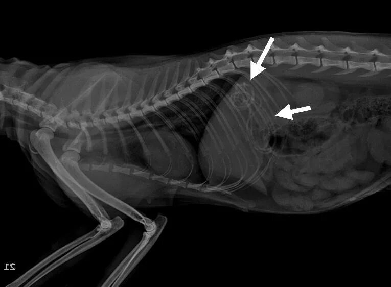 Кости рыбы собаке. Кости в желудке собаки рентген. Рентген кишечника собаки.