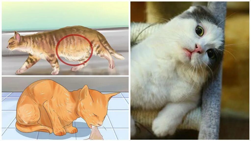 Кот очень долго. Кот очень долго