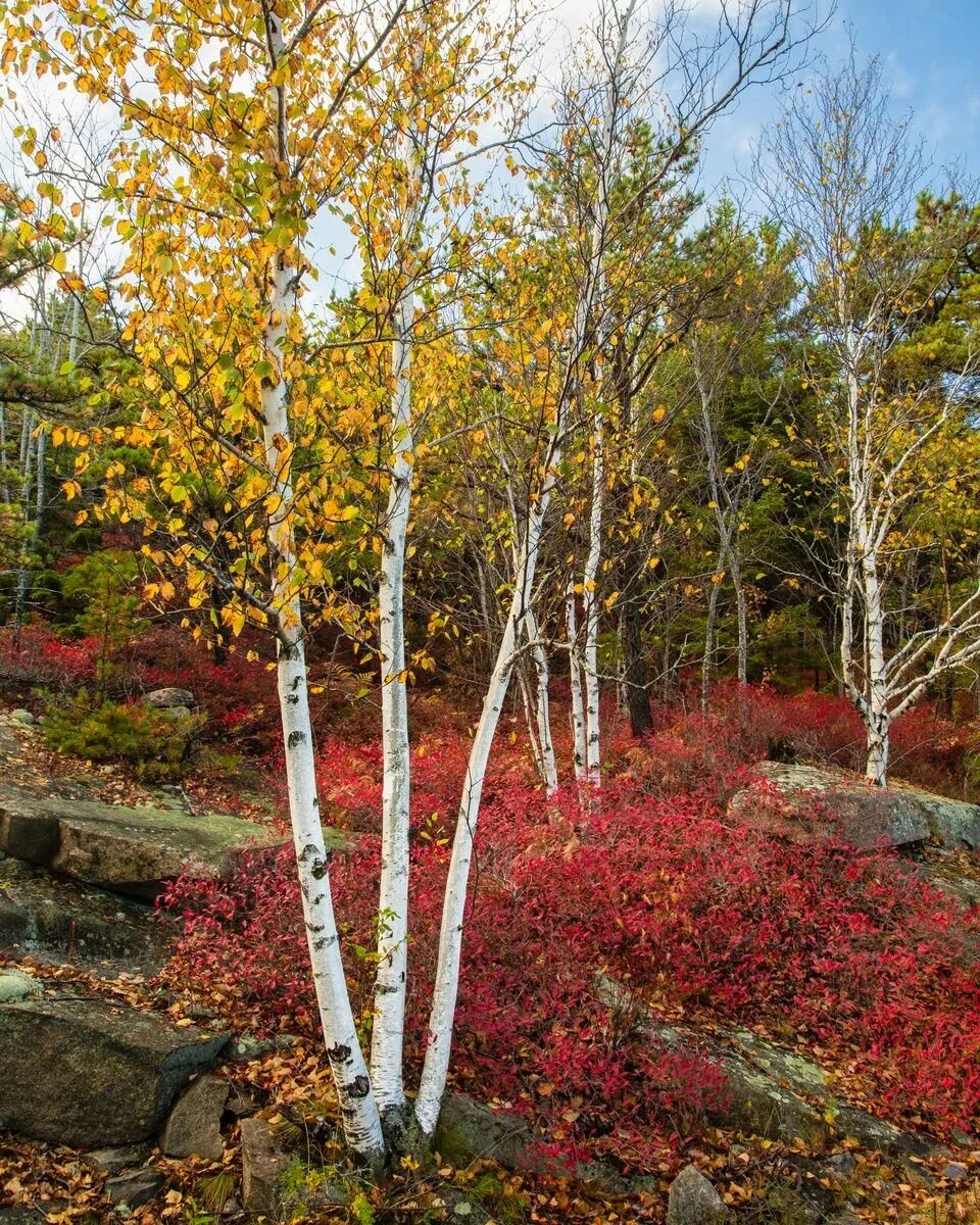 Береза национальное дерево. Betula papyrifera. Береза в ландшафте. Береза в ландшафтном дизайне. Береза Садовая.