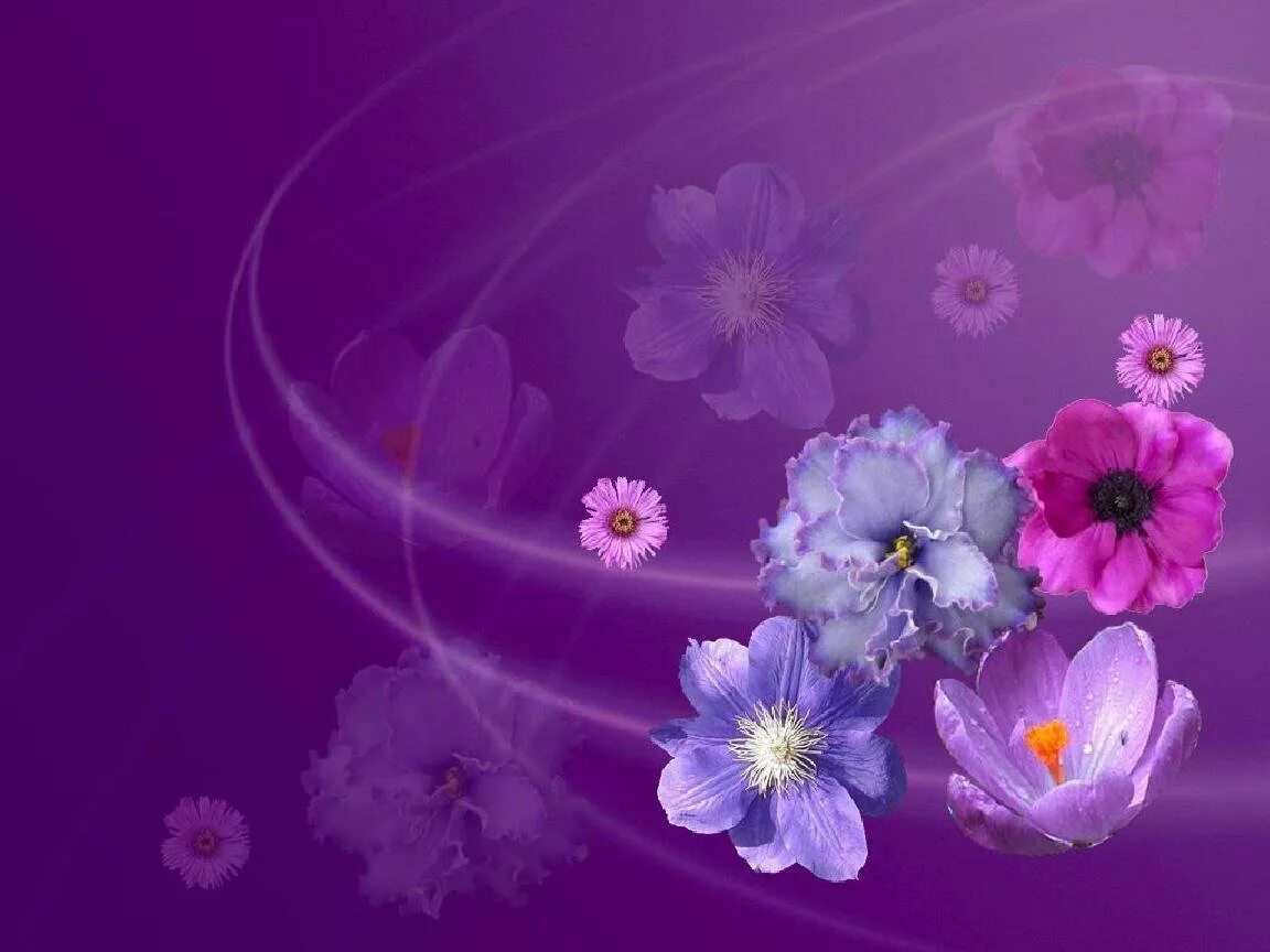 Фиолетовые цветы фон. Сиреневые цветы фон. Фиолетовые цветы на рабочий стол. Открытка цветы. На вайбер красивую открытку
