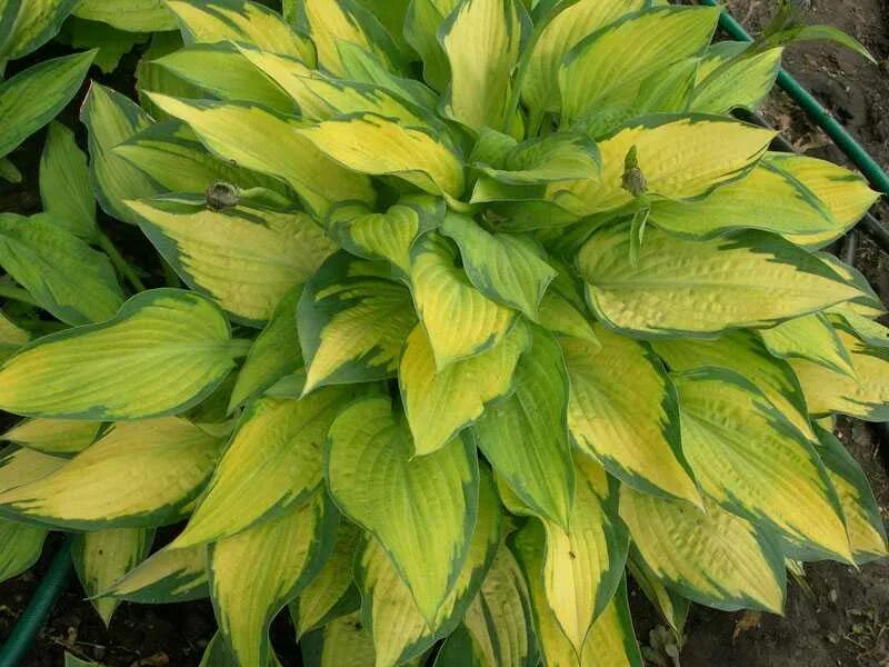 Dancing queen (дансинг квин) хоста. хоста лимончелло. хоста крупнолистная желтая. хоста yellow revers. хоста ланцетовидная.