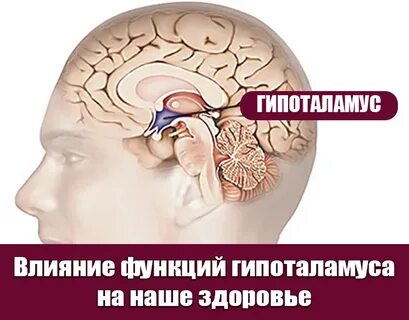 В голове гипоталамус