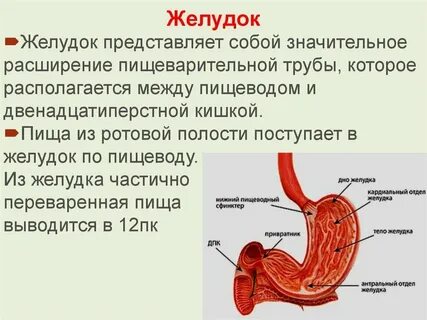Правильная работа желудка