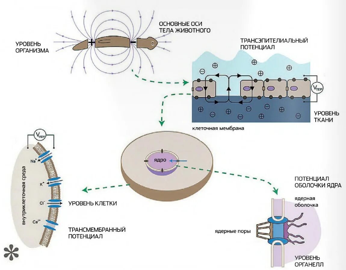 Электрический потенциал клетки. Электрический потенциал клетки. Мембранный потенциал функции. Мембранные потенциалы клетки схема. Мембранный потенциал покоя.