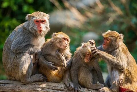 Monkeys partners