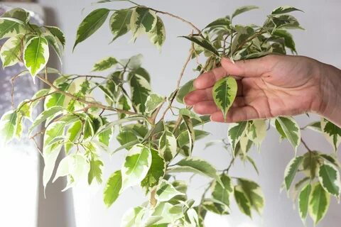 Фикус бенджамина уход и размножение
