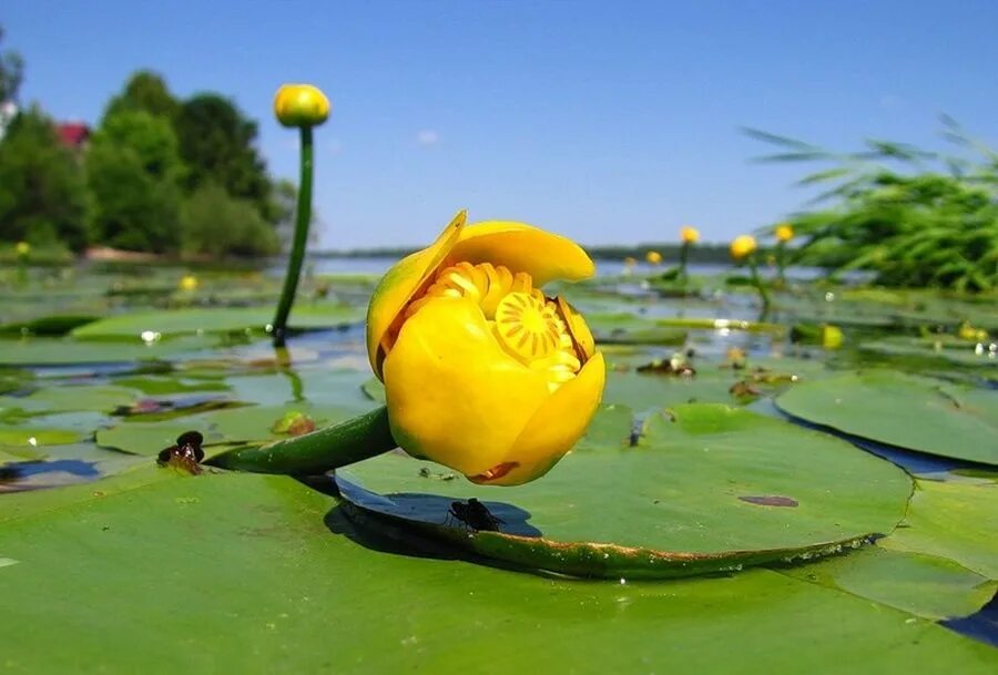 Кувшинка желтая кубышка. Кубышка (Nuphar). Кубышка желтая (Nuphar lutea). Кубышка жёлтая водная Лилия. Желтая кувшинка на воде