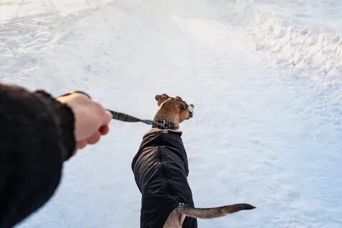 Собака подбирает на улице все подряд
