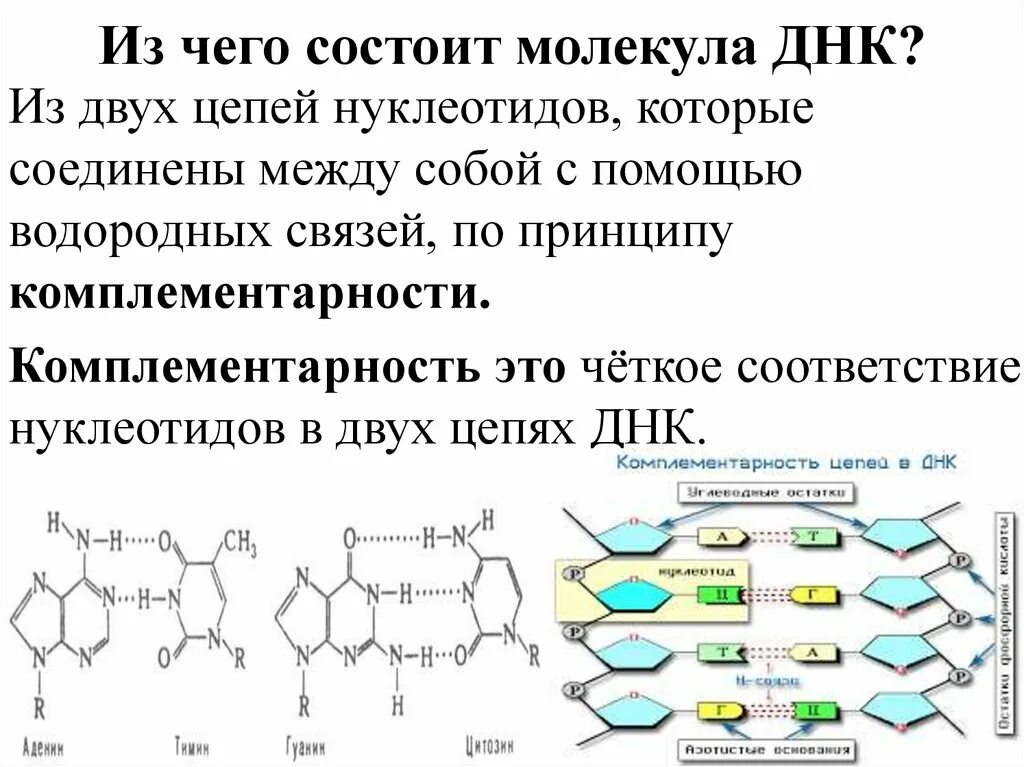 Как называются цепи днк. Из чего состоит молекула ДНК. Химическая связь между нуклеотидами в молекуле ДНК. Молекула ДНК состоит из. Состоит из двух цепей нуклеотидов.