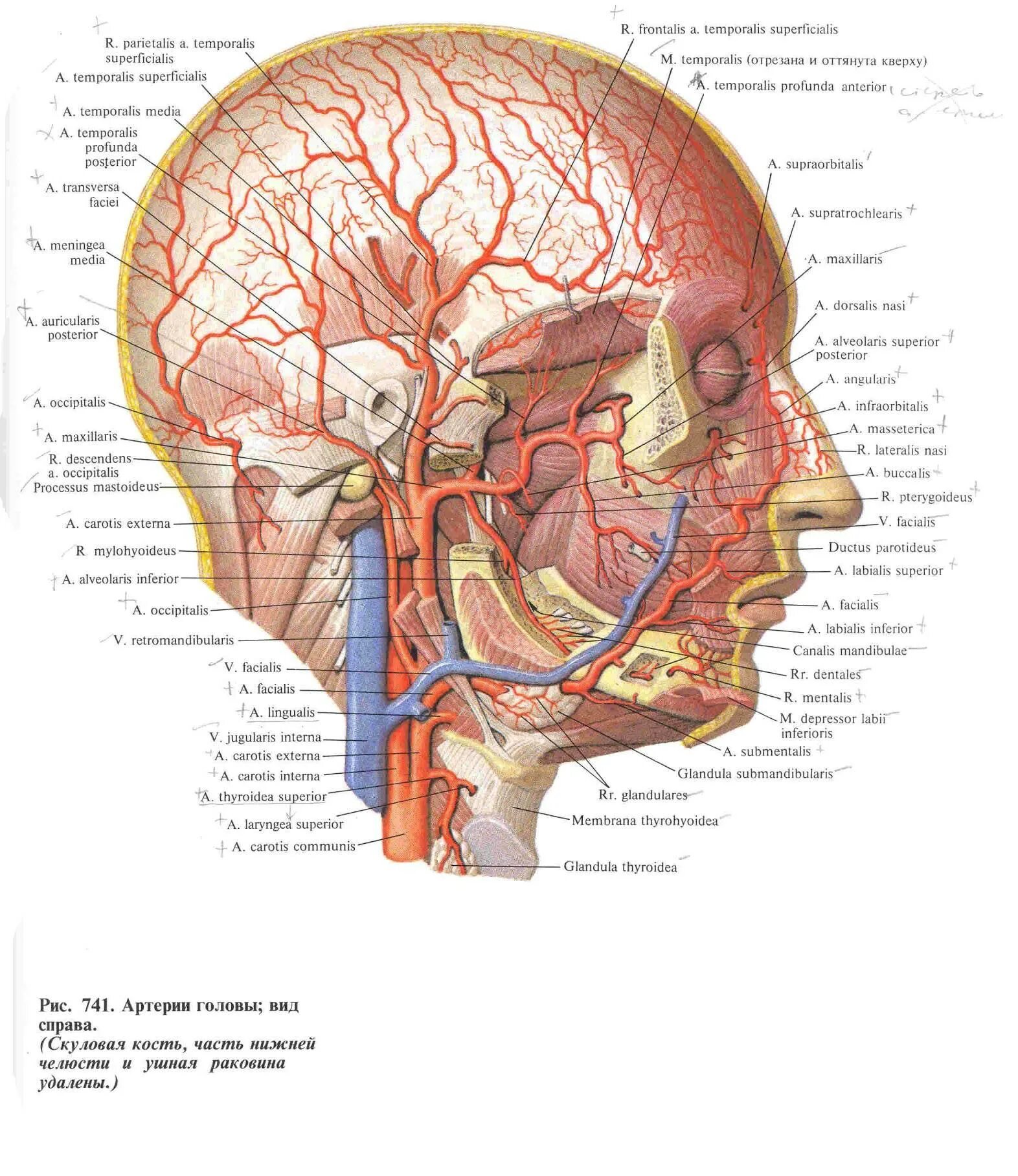 Лобная ветвь поверхностной височной артерии. Аурикулярис постериор окципиталис. A temporalis superficialis. A temporalis superficialis. Aa temporalis profunda anterior et posterior ветви.