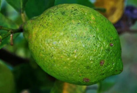 Green fruit
