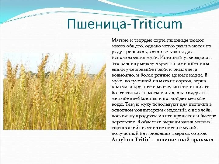 Твердая пшеница и мягкая пшеница. Согласно гражданскому кодексу рф. Пшеница лютесценс 1433. Мягкие сорта пшеницы. Пшеница происхождение культуры.