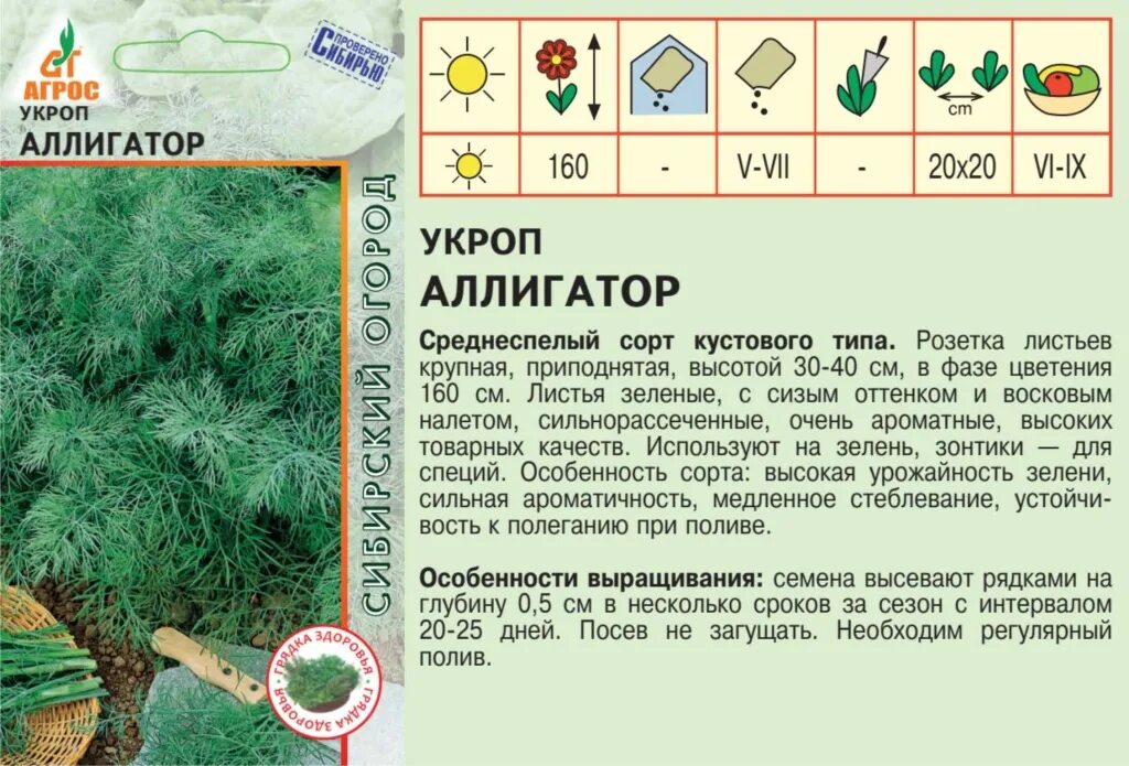 Укроп аллигатор описание. Укроп кустовой Аллигатор сорт. Укроп Аллигатор раннеспелый. Укроп сорт Аллигатор. Укроп кустистый.