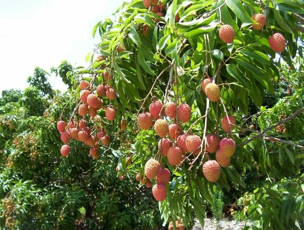 Личи мадагаскарские. Где растут личи фрукт. Личи мадагаскарские. Личи мадагаскарские. Личи зеленый.