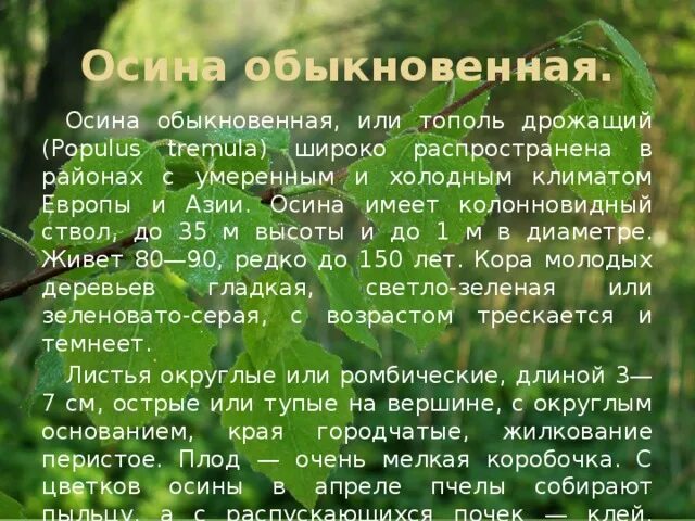 Внешнее описание осины. Осина обыкновенная. краткое описание дерева осина.