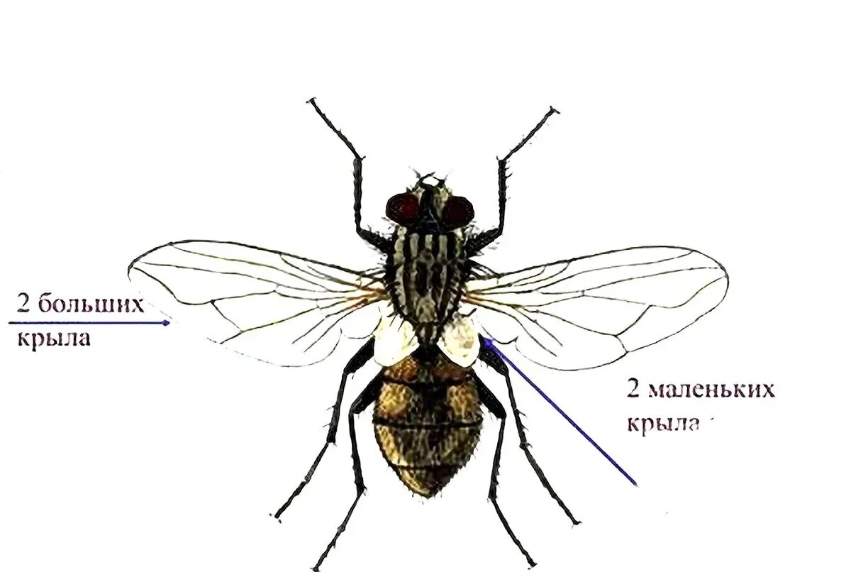 Муха минус. Муха. Ноги мухи. Строение мухи. Муха строение тела.