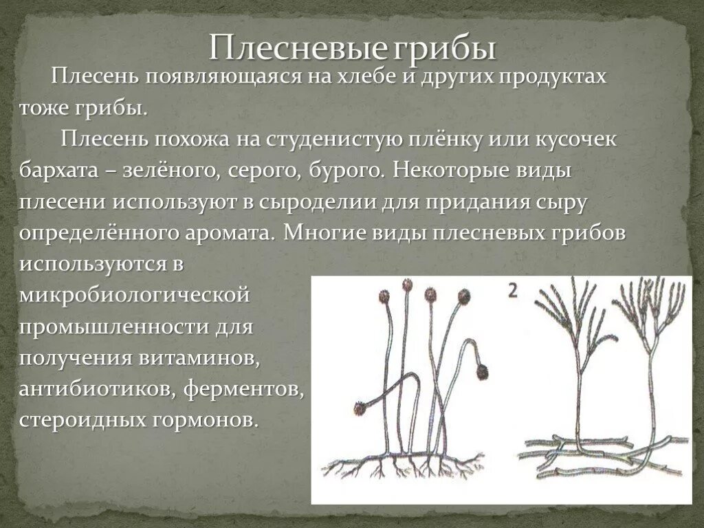 Плесневые грибы представители. Плесневые грибы. Плесневые грибы виды. Плесневелые грибы представители.