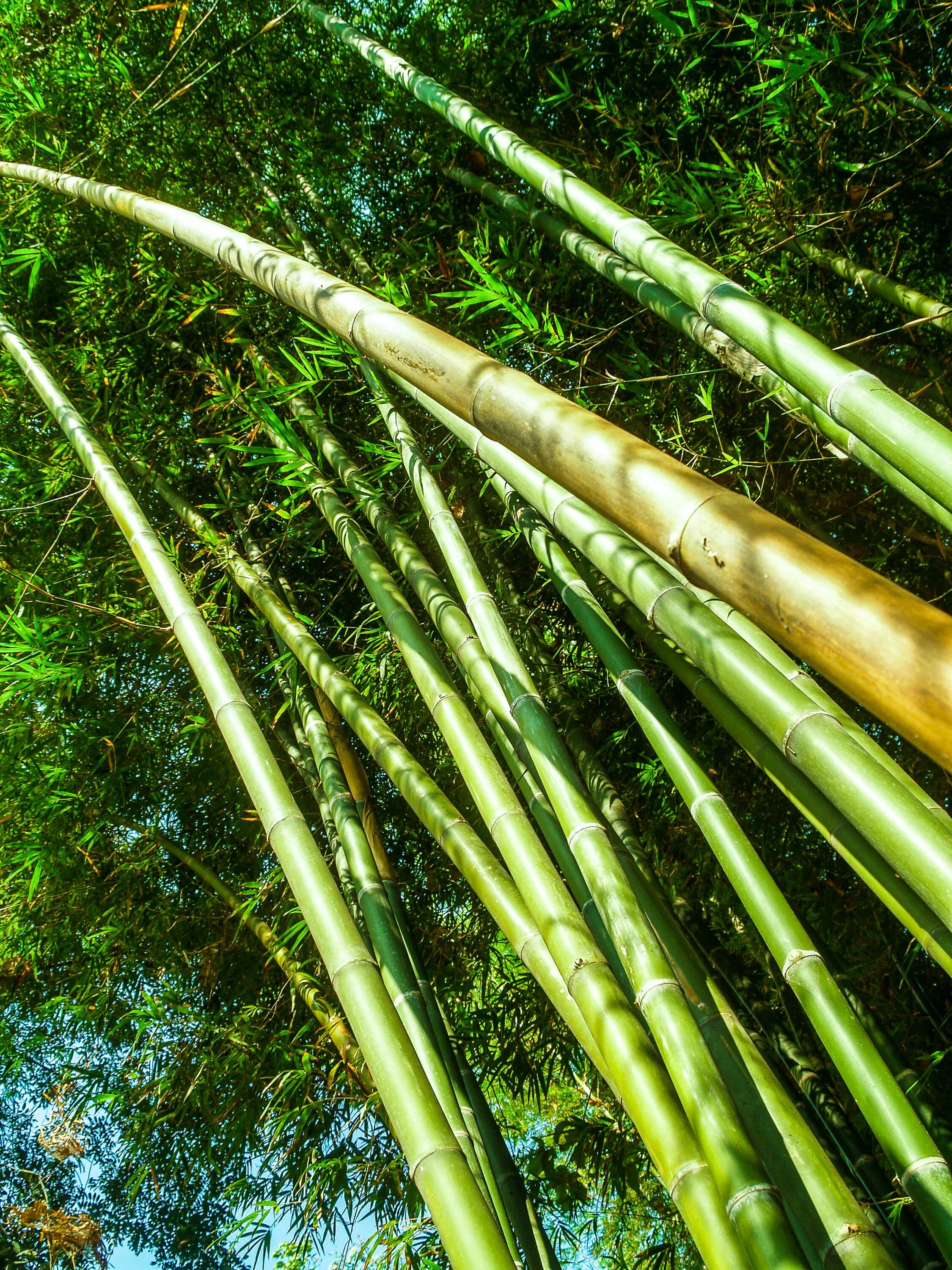 Бамбук это растение. Родина бамбука. Бамбук Широшима. Коленце бамбука. Бамбуковые листья.