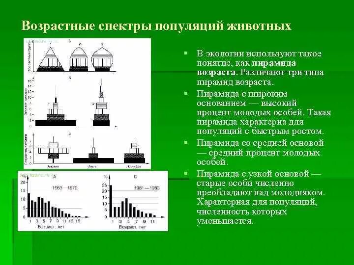 Возрастной спектр популяции. Возрастная пирамида популяции. Возрастные спектры популяций. Возрастная структура популяции животных. Характеристика популяций возрастная структура