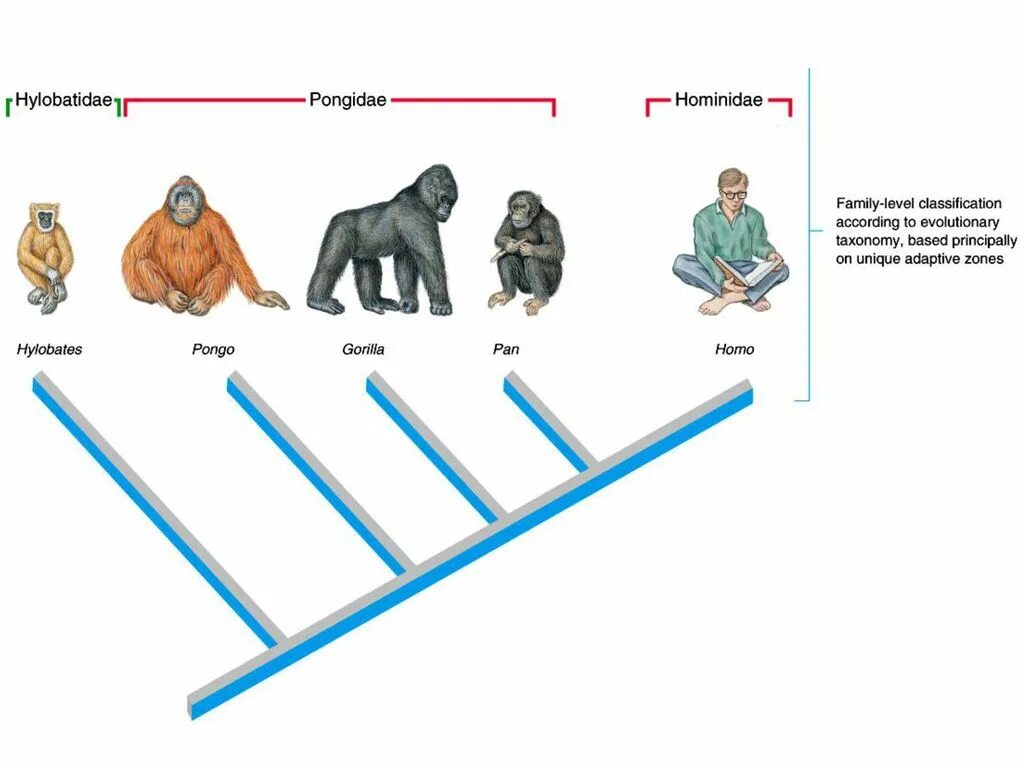 О принадлежности к семейству гоминид свидетельствует. Семейство понгиды. Понгиды это в биологии. Понгиды обезьяны. Понгиды и гоминиды.